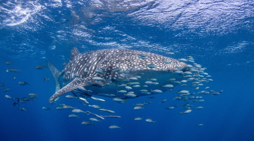 Whale shark surrounded by small fish