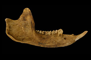 Jaw bone of an animal fossil